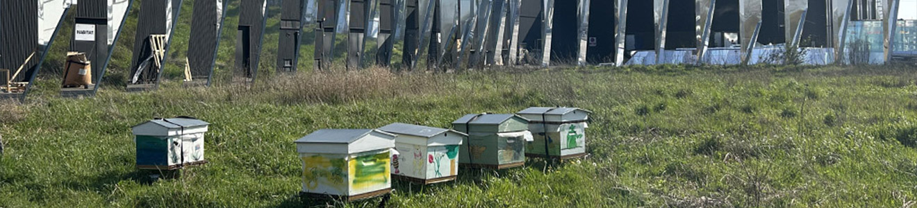 Ruches abeilles promenade de flandre